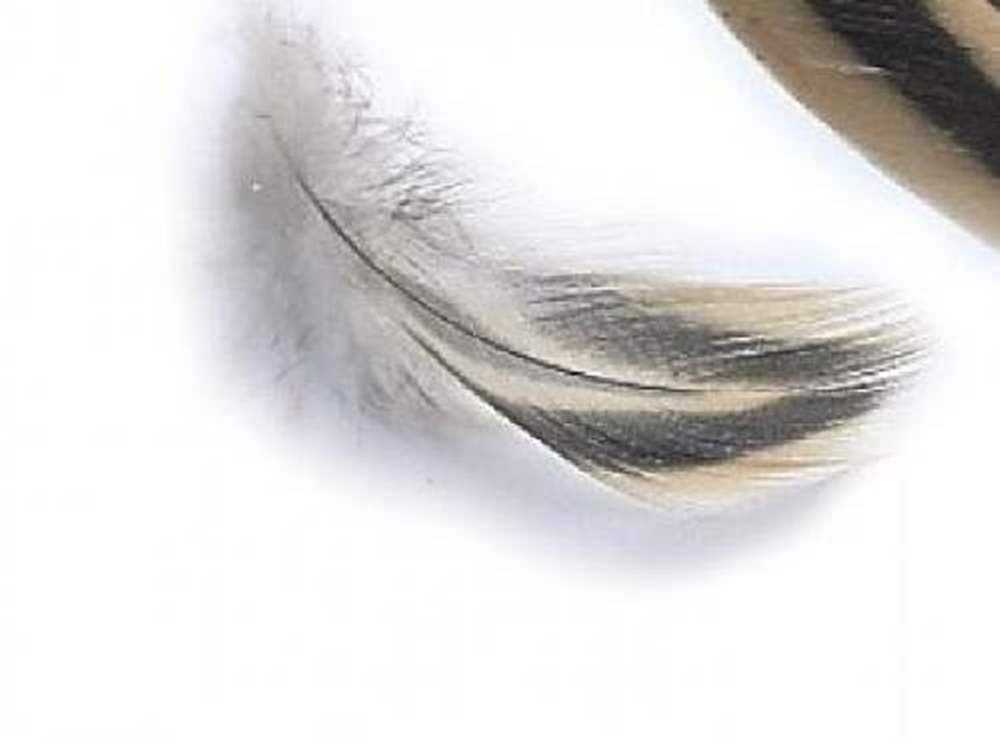Veniard Mallard Hen Flank Feathers Fly Tying Materials